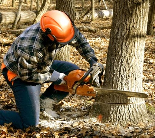 Tree Removal in Wales Center, NY